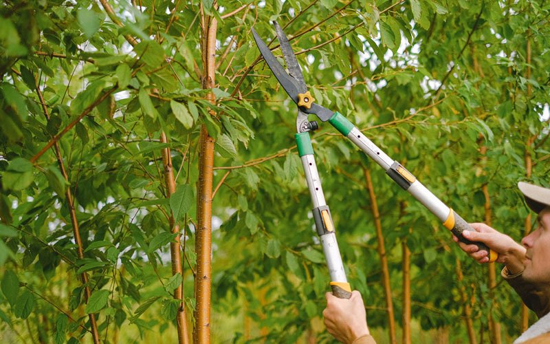 Tree trimming in Okahumpka, FL